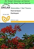 SAFLAX - Garden to Go - Flammenbaum - 6 Samen - Delonix regia