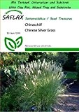 SAFLAX - Garden to Go - Gräser-Bambus-Chinaschilf - 200 Samen - Miscanthus sinensis