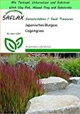 SAFLAX - Garden to Go - Gräser-Bambus-Japanisches Blutgras - 50 Samen - Imperata cylindrica