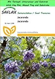 SAFLAX - Garden to Go - Jacaranda - 50 Samen - Jacaranda mimosifolia