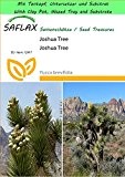 SAFLAX - Garden to Go - Joshua Tree - 10 Samen - Yucca brevifolia
