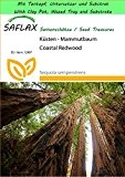 SAFLAX - Garden to Go - Küsten - Mammutbaum - 50 Samen - Sequoia sempervirens