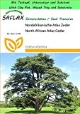 SAFLAX - Garden to Go - Nordafrikanische Atlas Zeder - 20 Samen - Cedrus atlantica