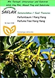 SAFLAX - Garden to Go - Parfumbaum / Ylang Ylang - 10 Samen - Cananga odorata