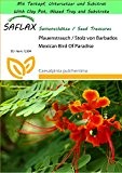 SAFLAX - Garden to Go - Pfauenstrauch / Stolz von Barbados - 10 Samen - Caesalpinia pulcherrima