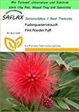 SAFLAX - Garden to Go - Puderquastenstrauch - 10 Samen - Calliandra haematocephala