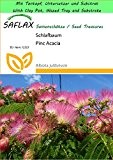 SAFLAX - Garden to Go - Schlafbaum - 50 Samen - Albizia julibrissin