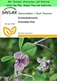 SAFLAX - Garden to Go - Schokoladenwein - 10 Samen - Akebia quinata
