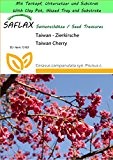 SAFLAX - Garden to Go - Taiwan - Zierkirsche - 10 Samen - Cerasus campanulata syn. Prunus c.