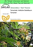 SAFLAX - Garden to Go - Tamarinde / Indischer Dattelbaum - 4 Samen - Tamarindus indica