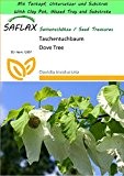 SAFLAX - Garden to Go - Taschentuchbaum - 1 Samen - Davidia involucrata