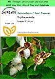 SAFLAX - Garden to Go - Topfbaumwolle - 12 Samen - Gossypium herbaceum