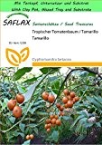 SAFLAX - Garden to Go - Tropischer Tomatenbaum / Tamarillo - 50 Samen - Cyphomandra betacea