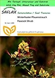 SAFLAX - Garden to Go - Winterharter Pfauenstrauch - 10 Samen - Caesalpinia gillesii X spinosa