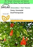 SAFLAX - Garden to Go - Zwerg - Granatapfel - 50 Samen - Punica granatum nana