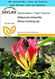 SAFLAX - Geschenk Set - Afrikanische Kletterlilie - 15 Samen - Gloriosa rothschildiana