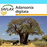 SAFLAX - Geschenk Set - Afrikanischer Affenbrotbaum - 6 Samen - Adansonia digitata
