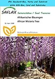 SAFLAX - Geschenk Set - Afrikanischer Blauregen - 10 Samen - Bolusanthus africanus