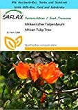 SAFLAX - Geschenk Set - Afrikanischer Tulpenbaum - 30 Samen - Spathodea campanulata