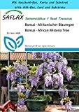 SAFLAX - Geschenk Set - Bonsai - Afrikanischer Blauregen - 15 Samen - Bolusanthus speciosus