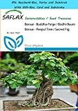 SAFLAX - Geschenk Set - Bonsai - Buddha-Feige / Bodhi-Baum - 100 Samen - Ficus religiosa