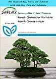 SAFLAX - Geschenk Set - Bonsai - Chinesischer Wacholder - 30 Samen - Juniperus chinensis