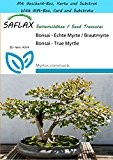SAFLAX - Geschenk Set - Bonsai - Echte Myrte / Brautmyrte - 30 Samen - Myrtus communis