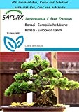 SAFLAX - Geschenk Set - Bonsai - Europäische Lärche - 75 Samen - Larix decidua