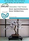 SAFLAX - Geschenk Set - Bonsai - Japanische Blütenkirsche - 30 Samen - Prunus serulata