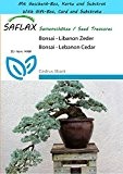 SAFLAX - Geschenk Set - Bonsai - Libanon Zeder - 20 Samen - Cedrus libani