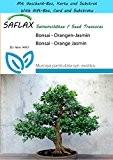 SAFLAX - Geschenk Set - Bonsai - Orangen-Jasmin - 12 Samen - Murraya paniculata syn. exotica