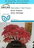 SAFLAX - Geschenk Set - Bonsai - Rotahorn - 20 Samen - Acer rubrum