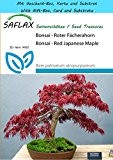 SAFLAX - Geschenk Set - Bonsai - Roter Fächerahorn - 20 Samen - Acer palmatum atropurpureum