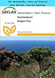 SAFLAX - Geschenk Set - Drachenbaum - 5 Samen - Dracaena Draco