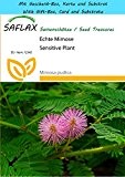 SAFLAX - Geschenk Set - Echte Mimose - 70 Samen - Mimosa pudica