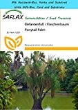 SAFLAX - Geschenk Set - Elefantenfuß / Flaschenbaum - 10 Samen - Beaucarnea recurvata
