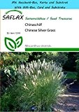 SAFLAX - Geschenk Set - Gräser-Bambus-Chinaschilf - 200 Samen - Miscanthus sinensis