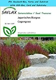 SAFLAX - Geschenk Set - Gräser-Bambus-Japanisches Blutgras - 50 Samen - Imperata cylindrica