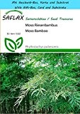 SAFLAX - Geschenk Set - Gräser-Bambus-Moso Riesenbambus - 20 Samen - Phyllostachys pubescens
