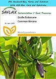 SAFLAX - Geschenk Set - Große Essbanane - 10 Samen - Musa X paradisiaca