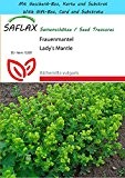 SAFLAX - Geschenk Set - Heilpflanzen - Frauenmantel - 100 Samen - Alchemilla vulgaris