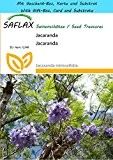 SAFLAX - Geschenk Set - Jacaranda - 50 Samen - Jacaranda mimosifolia