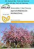 SAFLAX - Geschenk Set - Japanische Blütenkirsche - 30 Samen - Prunus serrulata