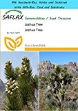 SAFLAX - Geschenk Set - Joshua Tree - 10 Samen - Yucca brevifolia