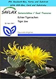 SAFLAX - Geschenk Set - Kakteen - Echter Tigerrachen - 40 Samen - Faucaria trigrina
