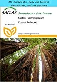 SAFLAX - Geschenk Set - Küsten - Mammutbaum - 50 Samen - Sequoia sempervirens