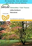 SAFLAX - Geschenk Set - Lebkuchenbaum - 200 Samen - Cercidiphyllum japonicum