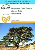 SAFLAX - Geschenk Set - Libanon - Zeder - 20 Samen - Cedrus libani
