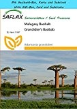 SAFLAX - Geschenk Set - Malagasy Baobab - 2 Samen - Adansonia grandidieri