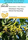 SAFLAX - Geschenk Set - Parfumbaum / Ylang Ylang - 10 Samen - Cananga odorata